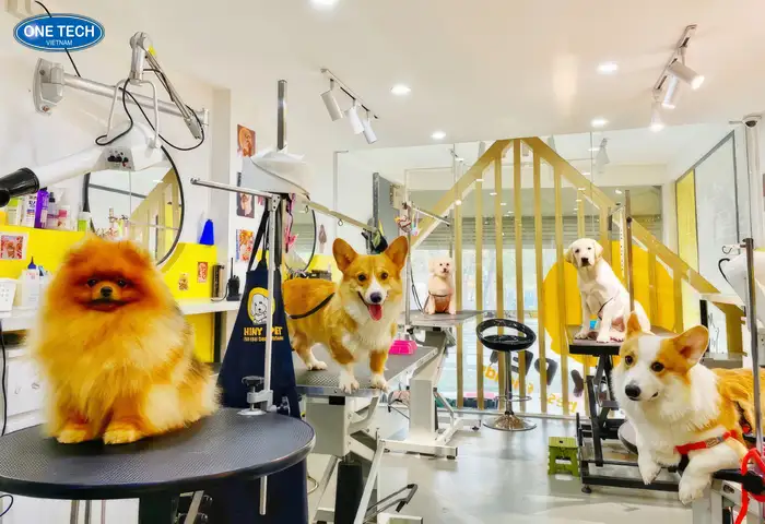 Dịch vụ chăm sóc, spa thú cưng tại nhà Dịch vụ chăm sóc, spa thú cưng tại nhà